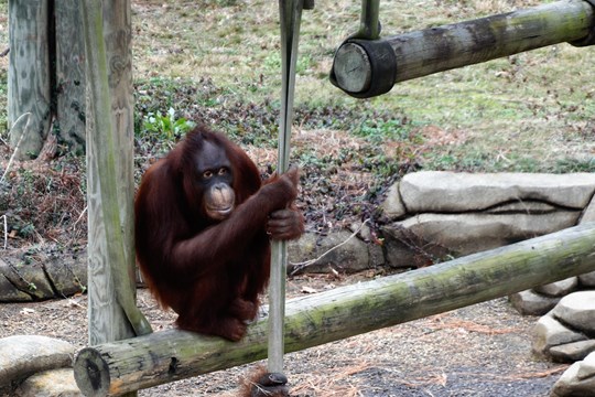 Female orangutan joins male on exhibit)