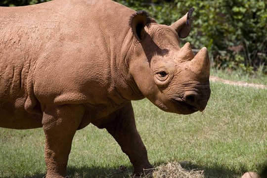 Little Rock Zoo welcomes new rhino)