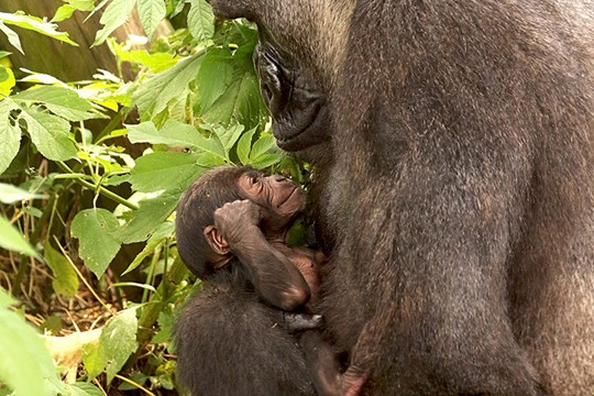 Zoo Gorilla Sekani a Mom for Third Time)