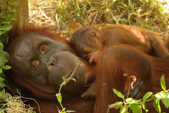 Little Rock Zoo Proud to Announce Birth of Baby Orangutan)