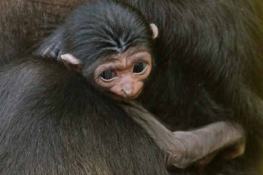 Zoo Proudly Announces Birth of Gibbon)