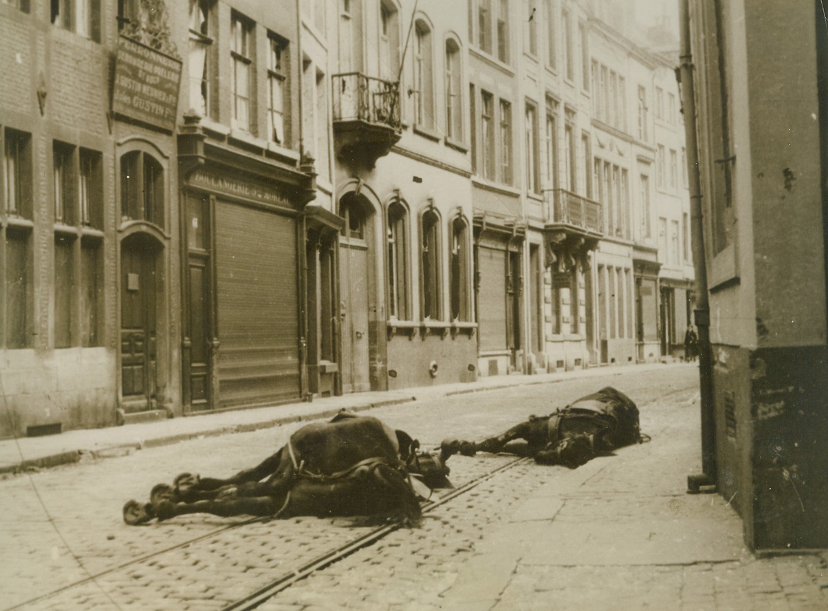 ANIMAL CASUALTIES OF NAZI BOMBING IN BELGIUM, 5/20/1940  NAMUR, BELGIUM—Horses killed during the German air attacks on Belgium, lying in the deserted streets of Namur. Credit: Acme;